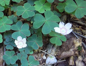 wood sorrel